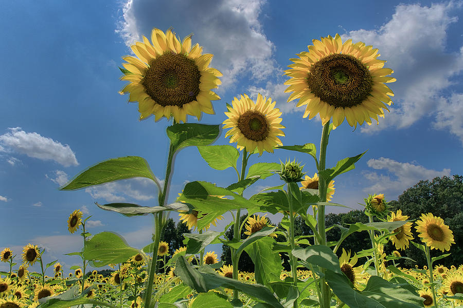 Windsor Castle Sunflowers by Jerry Gammon Windsor Castle Sunflowers by Jerry Gammon