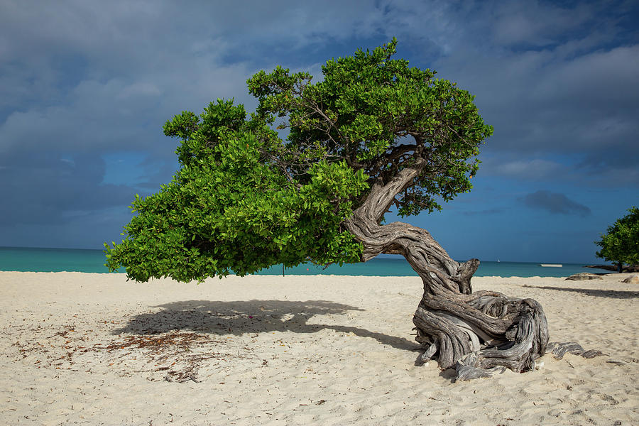 Windswept Divi Divi Tree on the Island of Aruba #1 Photograph by Bridget Calip
