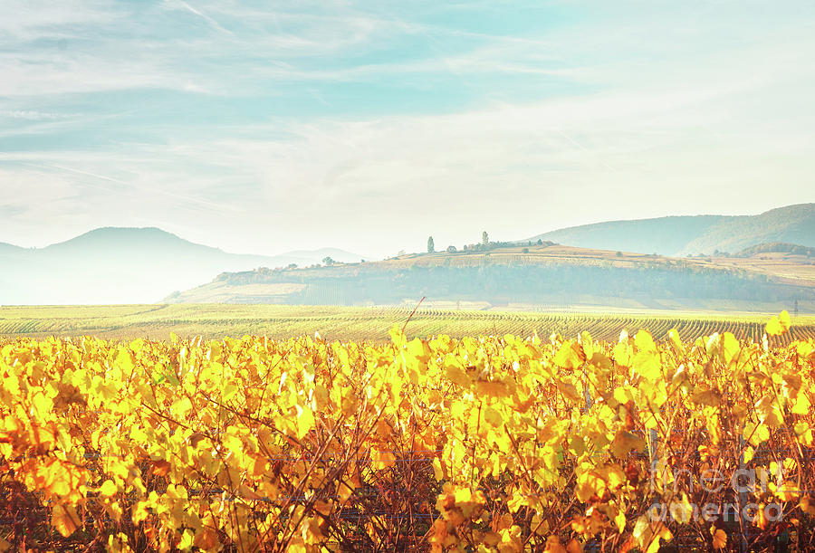 Wine Photograph - Wine Route of Alsace #2 by Anastasy Yarmolovich