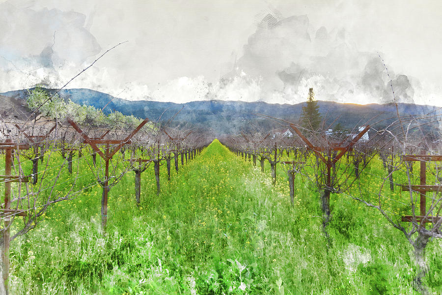 Wine Vineyard In Spring Photograph