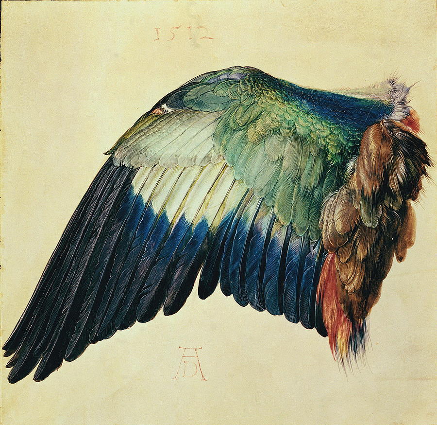 Wing Of A Blue Roller Painting by Albrecht Durer