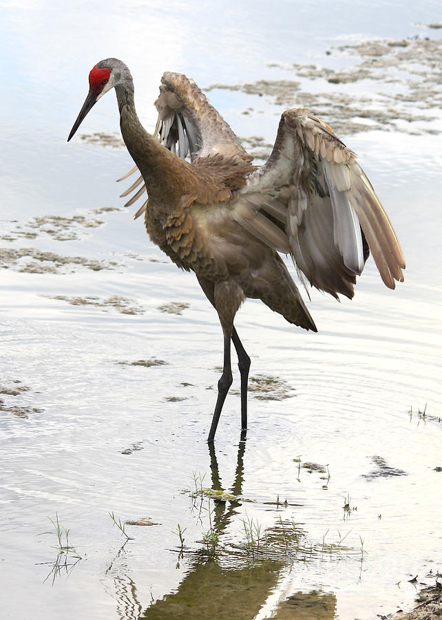 Bird Photograph - Winging It by Carol Groenen