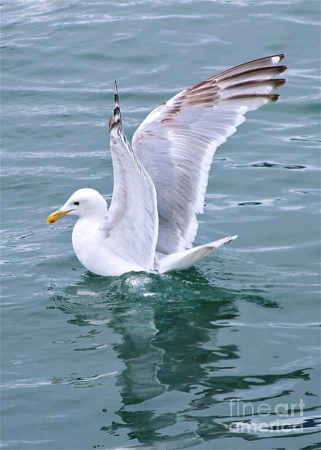 Seagull Photograph - Wings #1 by Rick  Monyahan