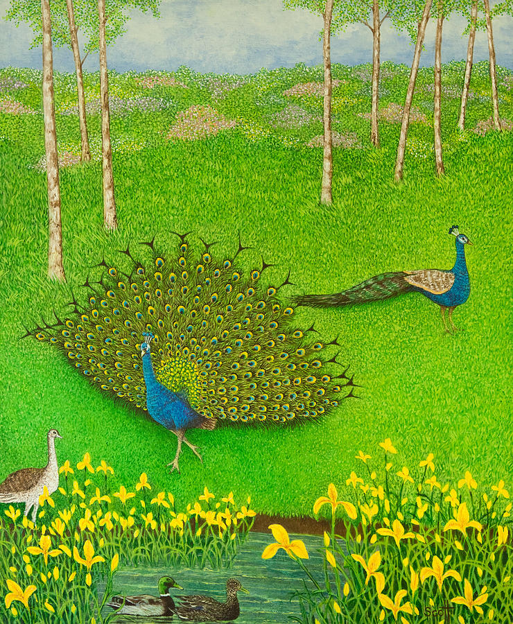 Peacock Painting - Winning Ways by Pat Scott