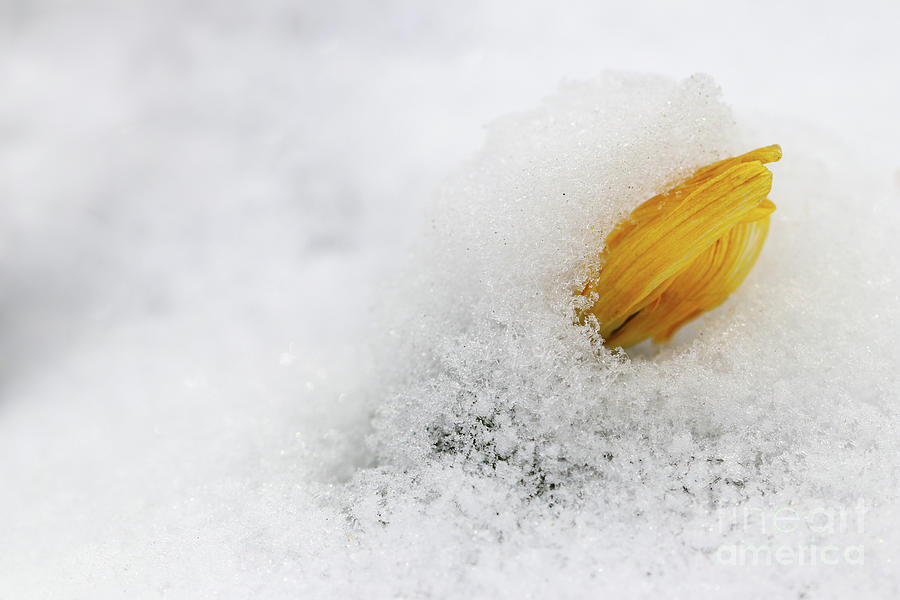 Winter aconite in the snow #1 Photograph by Michal Boubin