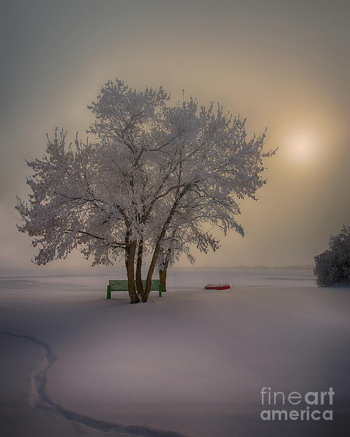 Winter Beauty #1 Photograph by Ian McGregor