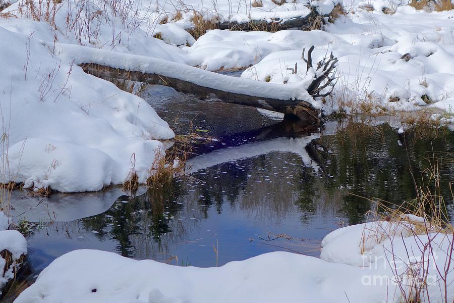 Winter Beauty #1 Photograph by Sandra Updyke