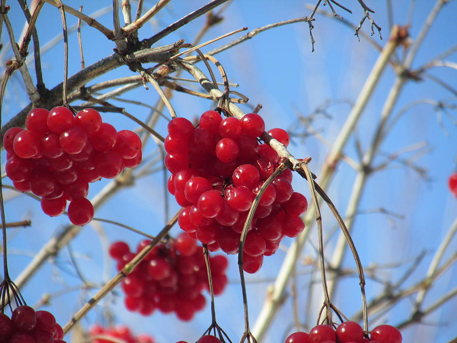 Winter Berries #1 Photograph by Alfred Ng