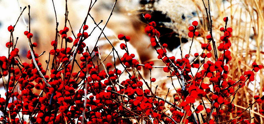  Winter Berries #2 Photograph by Jacqueline M Lewis