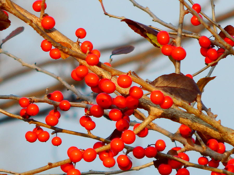 Winter Berries #1 Photograph by Virginia White