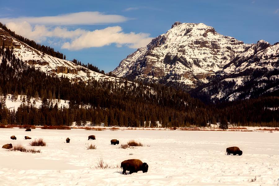 Winter Bison In Yellowstone #1 Photograph by Mountain Dreams