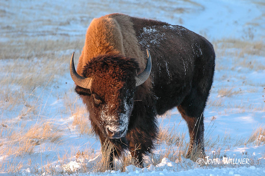 Winter Bison #2 Photograph by Joan Wallner