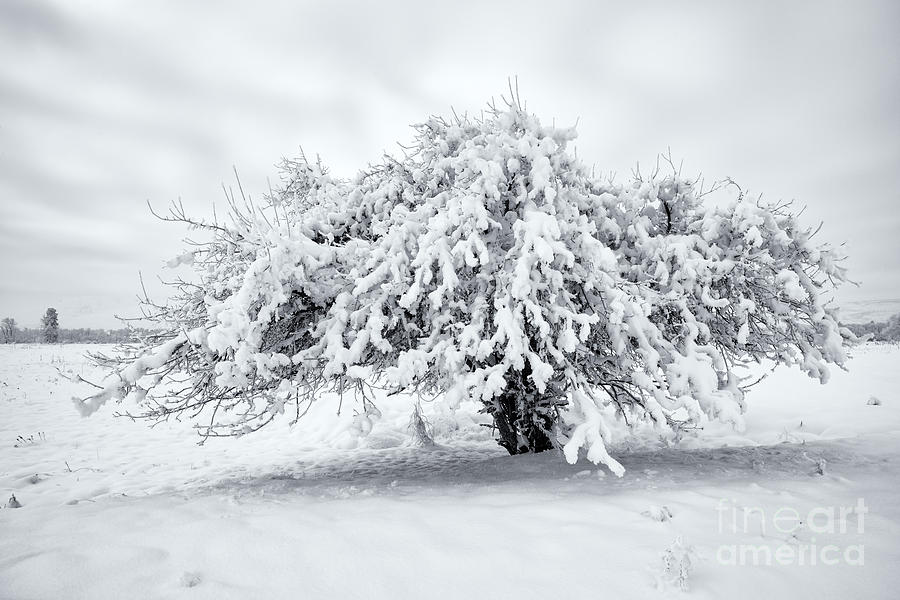 Winter Blanket #1 Photograph by Michael Dawson