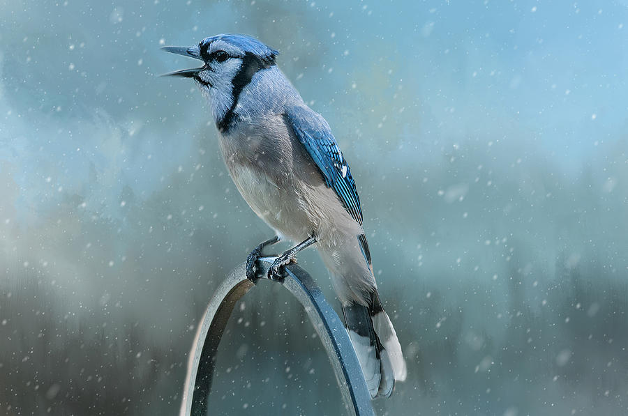 Winter Blue Jay Photograph by Cathy Kovarik