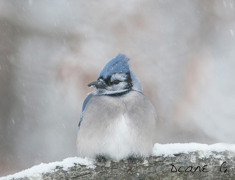 Blue Jay Photograph - Winter Blue Jay #1 by Diane Giurco