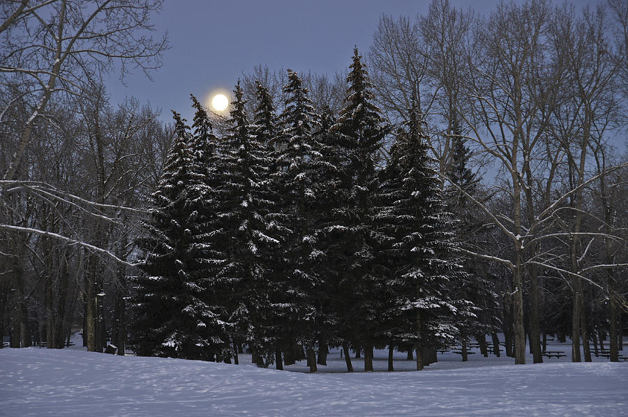 Winter #1 Photograph by Brian Kamprath