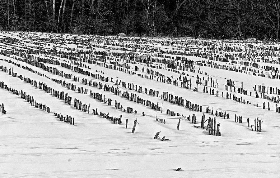 Winter Corn Field #1 Photograph by Tom Singleton