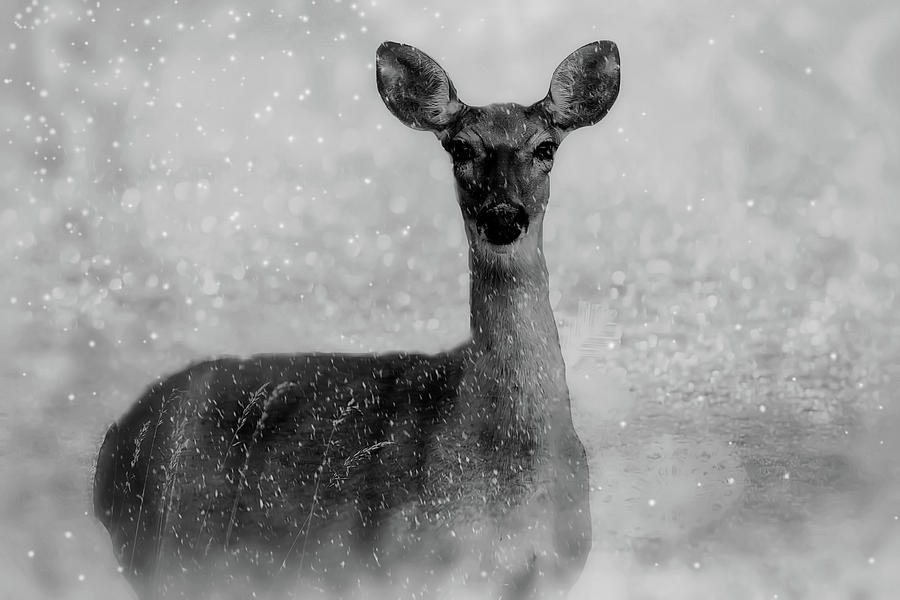 Winter Deer #1 Photograph by Mountain Dreams
