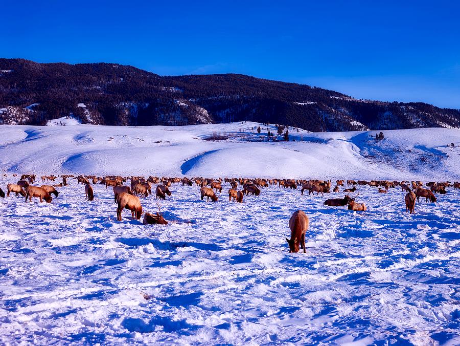 Winter Elk Herd #1 Photograph by Mountain Dreams