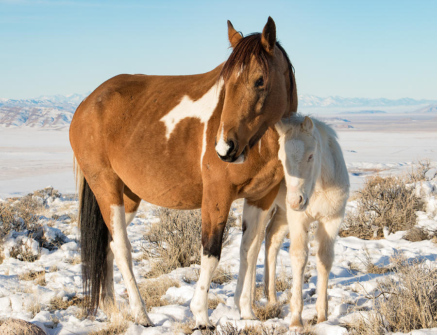 Nature Photograph - Winter Foal 2 by Kent Keller