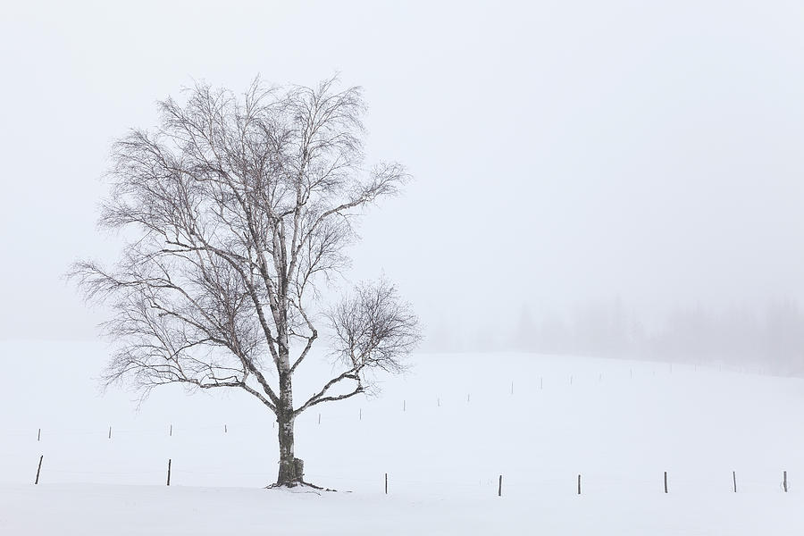 Winter Fog #1 Photograph by Alan L Graham