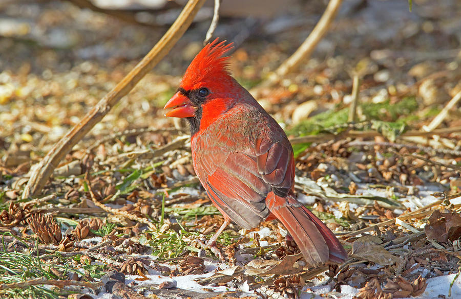 Cardinal Photograph - Winter Forage - Northern Cardinal - Cardinalis cardinalis #1 by Spencer Bush