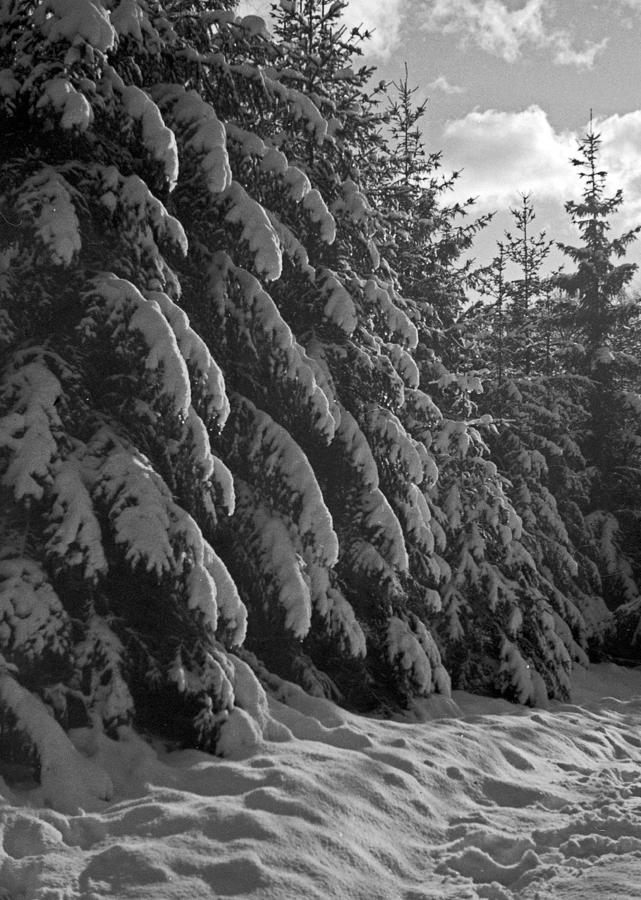 Winter Photograph - Winter Forest by German School