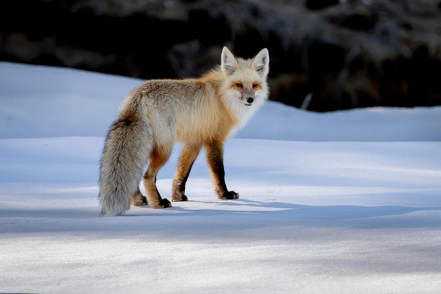 Winter Fox #1 Photograph by Jack Bell