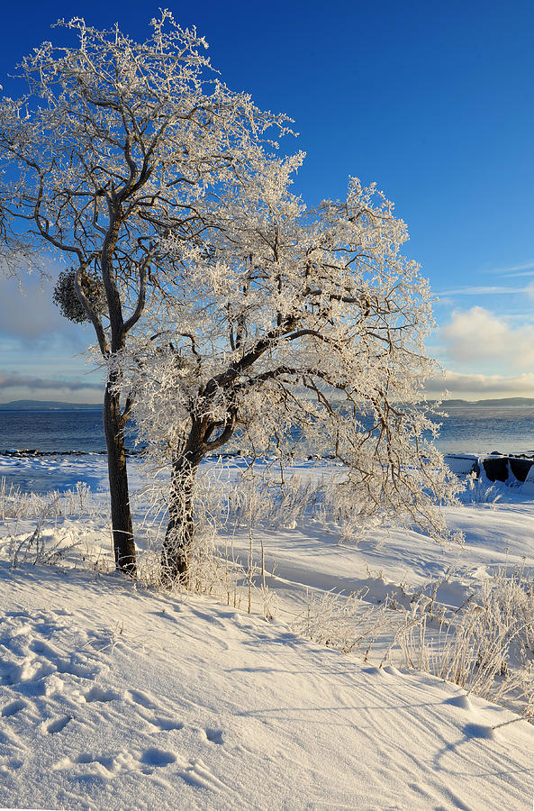 Winter Glory Photograph by Randi Grace Nilsberg