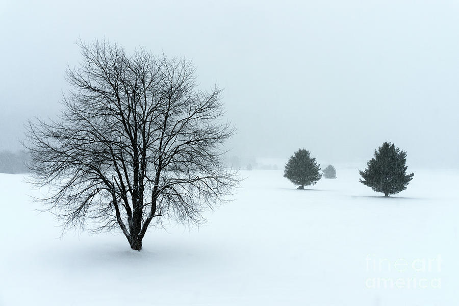 Winter Photograph - Winter in New Hampshire by David Rucker