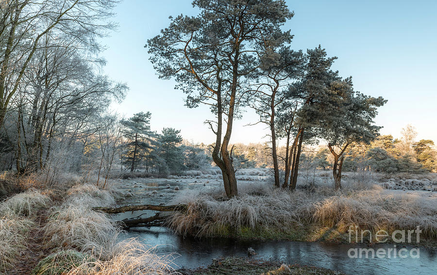Winter Photograph - Winter Landscape With Trees And Water #1 by Compuinfoto
