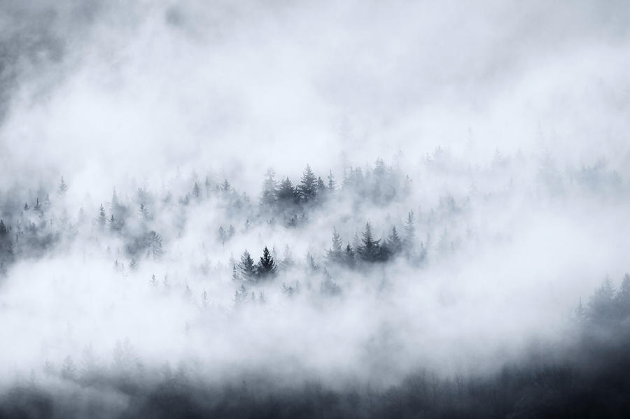 Tree Photograph - Winter Dawning by Michael Dawson