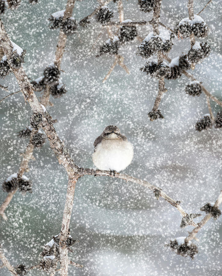 Winter Mockingbird #1 Photograph by Patrick Wolf