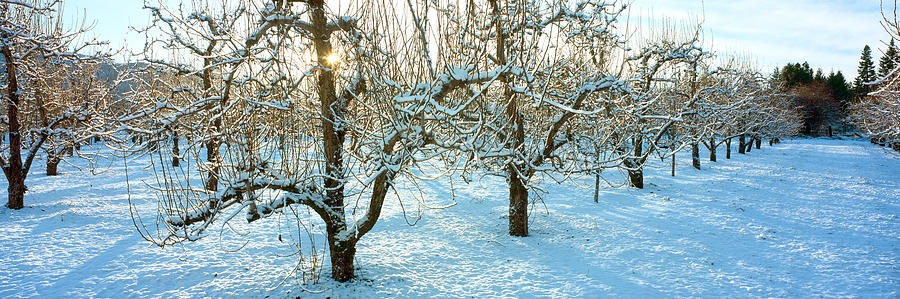 Nature Photograph - Winter Morning In The Pear Orchard #1 by Panoramic Images