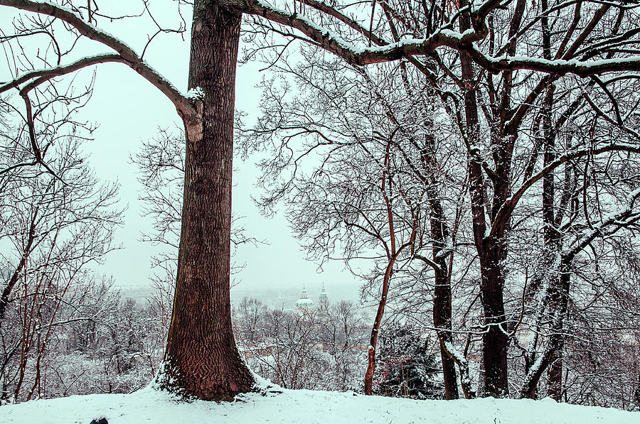 Winter Petrin Park. Snowy walk in Prague #2 Photograph by Jenny Rainbow