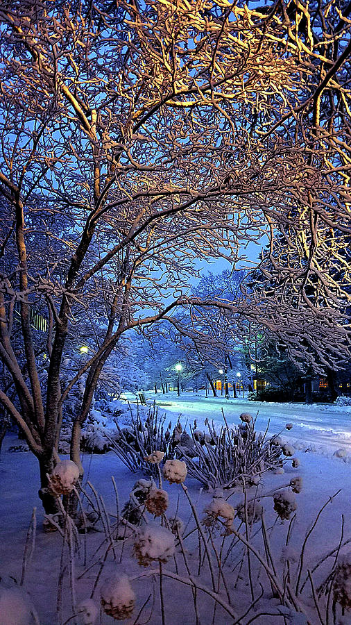 Winter #1 Photograph by Phil Koch
