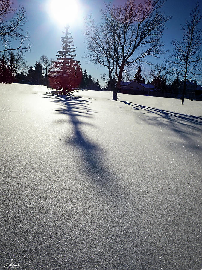 Tree Photograph - Winter Shadows #1 by Phil And Karen Rispin