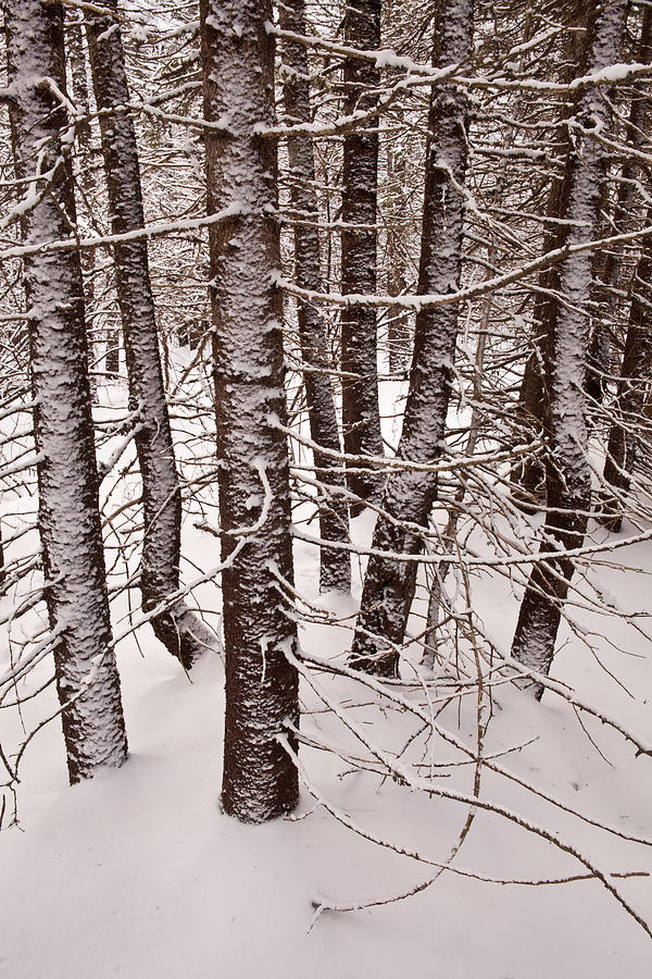 Winter Spruce  #1 Photograph by Irwin Barrett