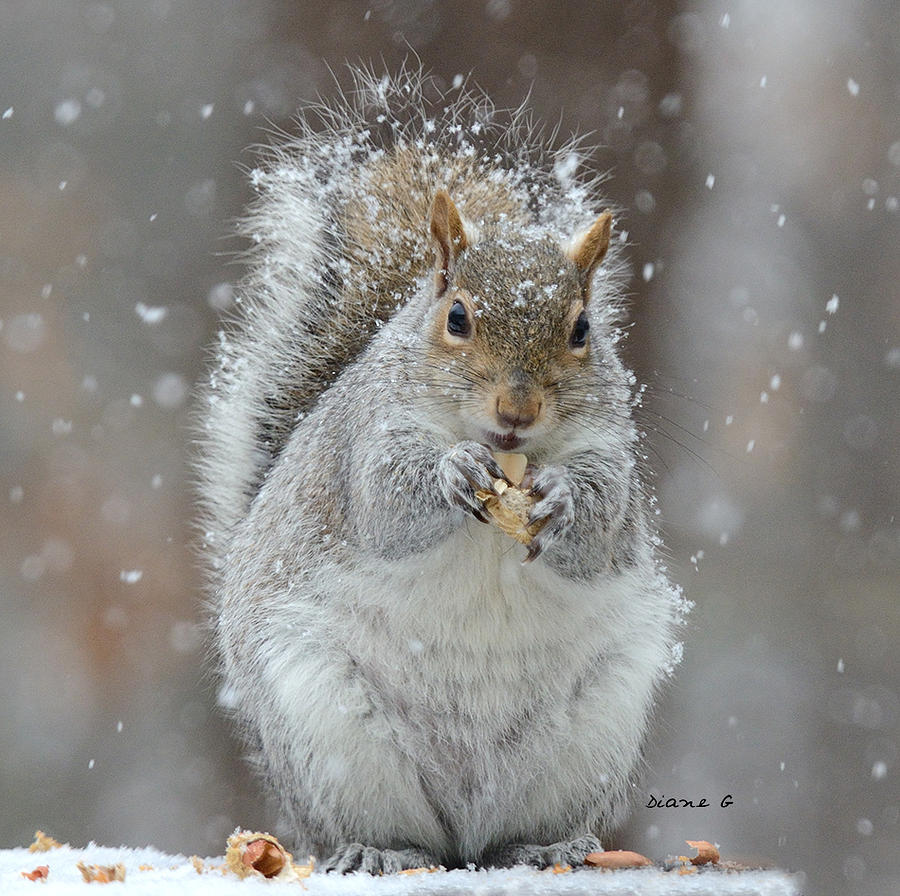Winter Squirrel #1 Photograph by Diane Giurco