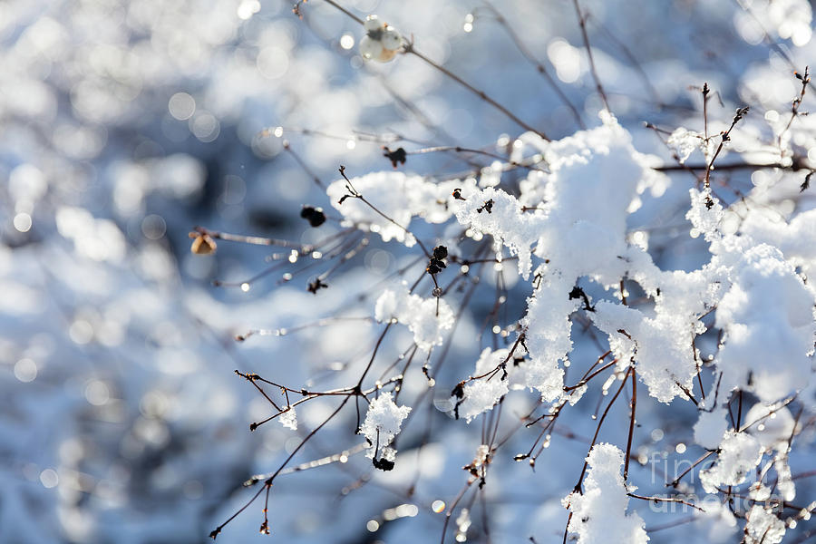 Winter tree, branches in snow and frost close-up. #1 Photograph by Michal Bednarek