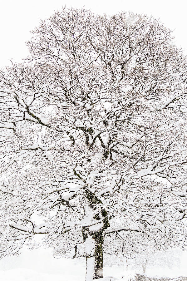Winter Tree #1 Photograph by Chris Smith