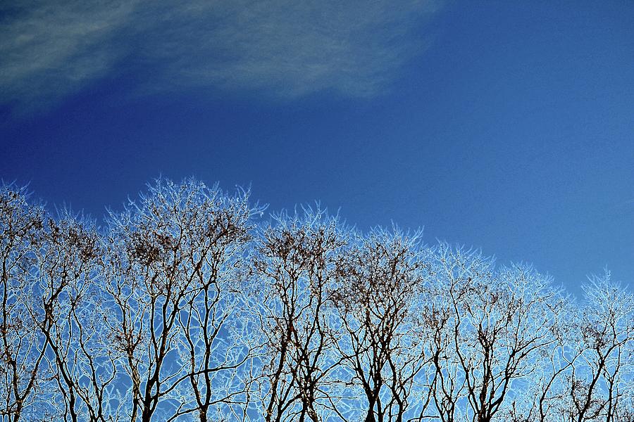 Winter Trees and Sky 3  #1 Photograph by Lyle Crump