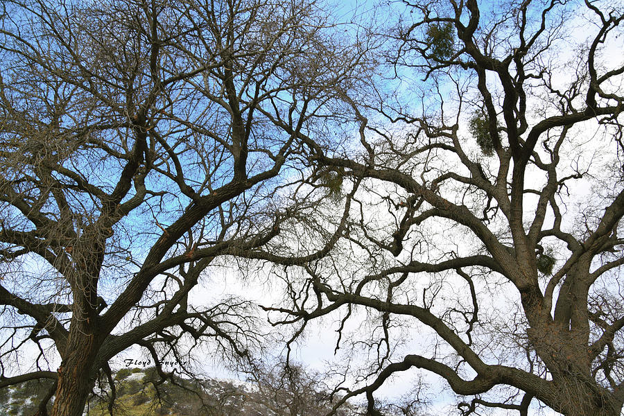 Winter Trees at Fort Tejon Lebec California  #1 Photograph by Floyd Snyder