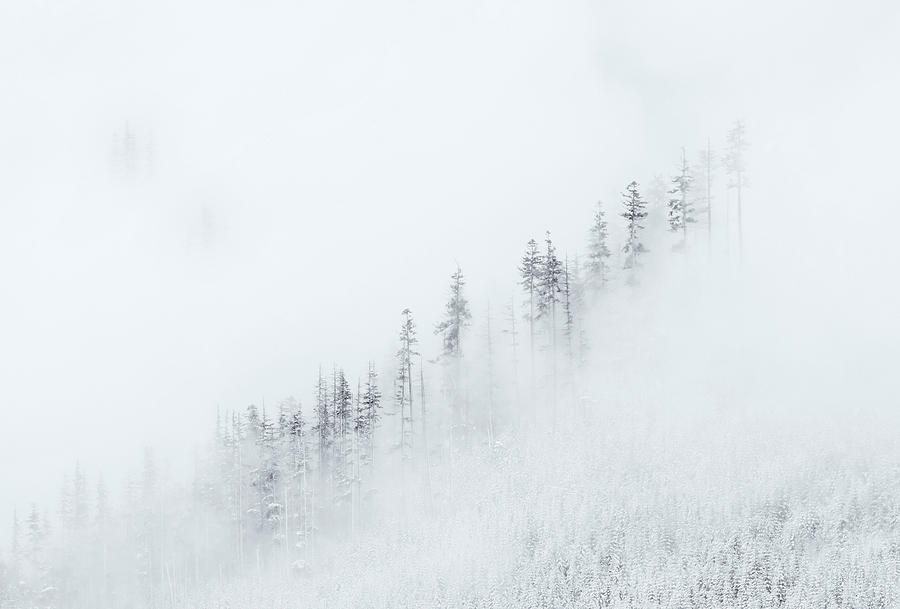 Winter Photograph - Winter Veil by Michael Dawson