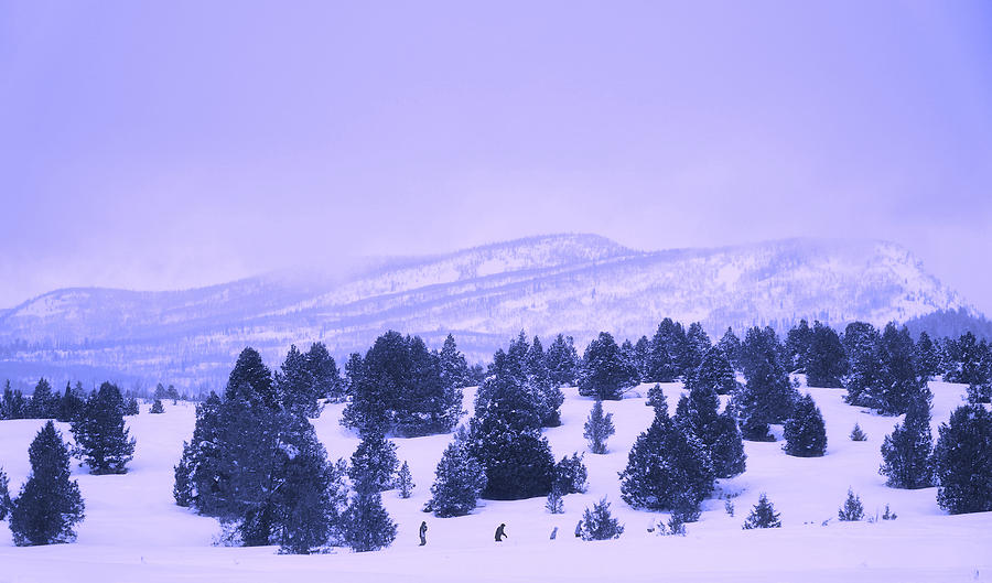 Winter Walk Photograph by Mountain Dreams