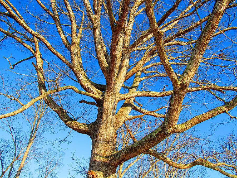 Winter White Oak #1 Photograph by Joshua Bales