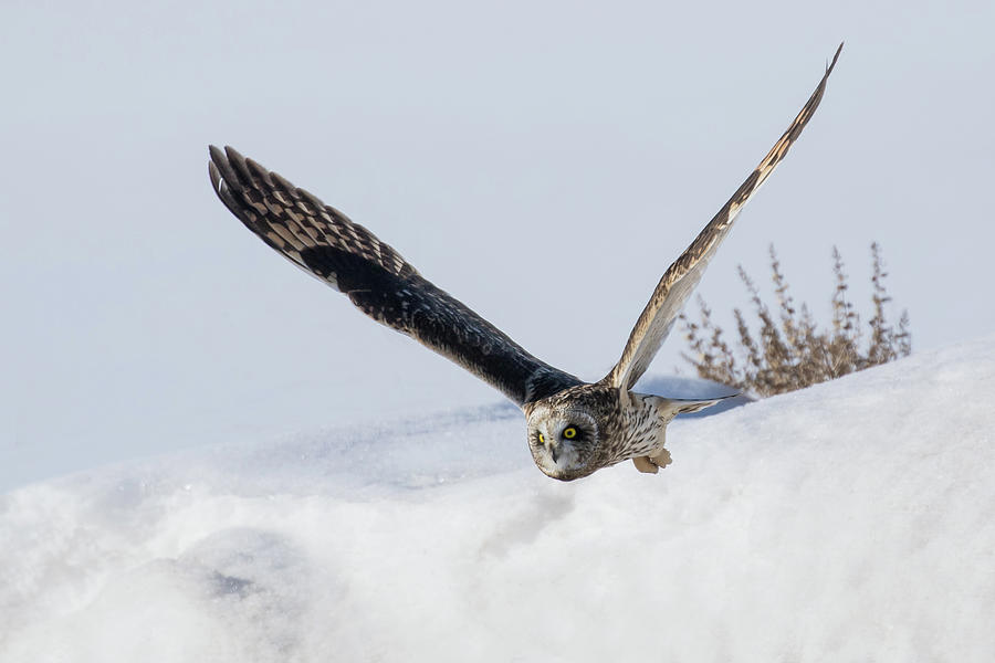 Winter Wings #1 Photograph by Sandy Sisti