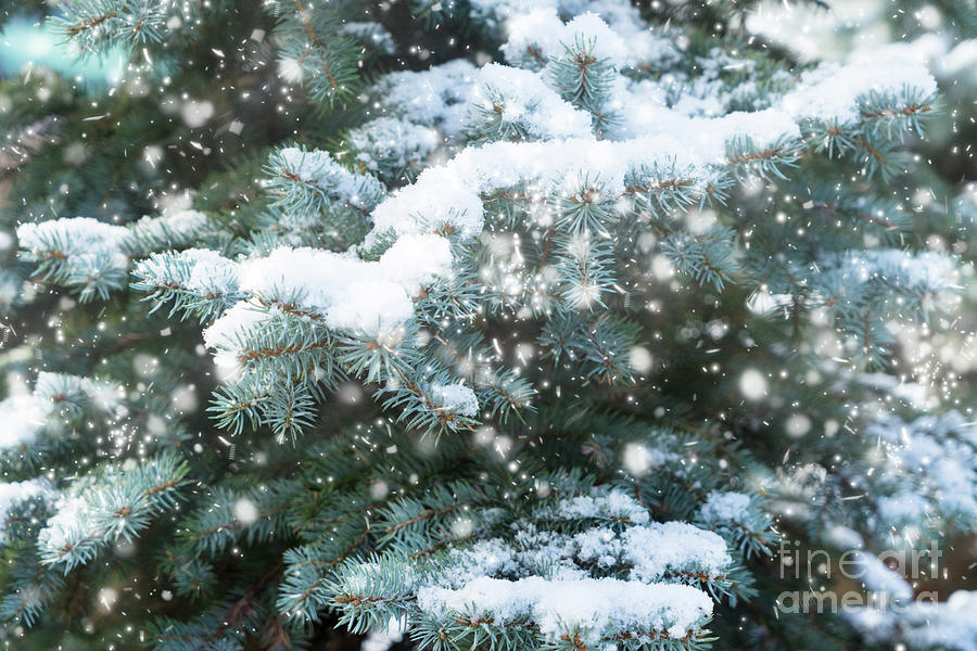 Winter with Spruice Tree #2 Photograph by Anastasy Yarmolovich