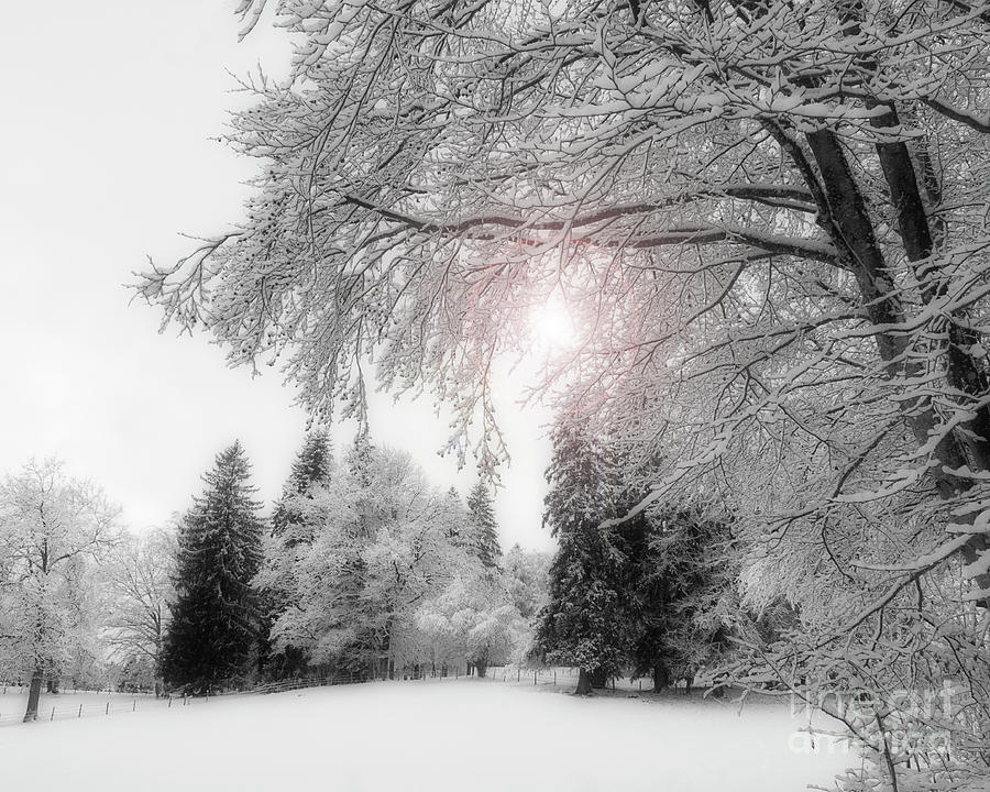 Winter Wonderland #1 Photograph by Edmund Nagele FRPS