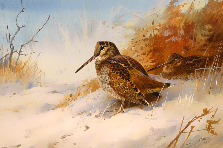 Vintage Painting - Winter Woodcock #1 by Mountain Dreams